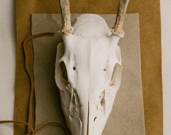 Small Cervid Skull with Antlers | Cleaned & Whitened Bone Specimen | Dark Academia Wall Mount