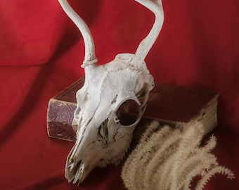 Cráneo de venado cola blanca antiguo montado, estilo europeo natural con astas.