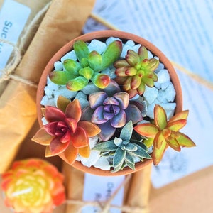 May include: A small terracotta pot filled with a variety of colorful succulents. The pot is surrounded by brown paper packaging and a handwritten note that says "Succulent Soil".