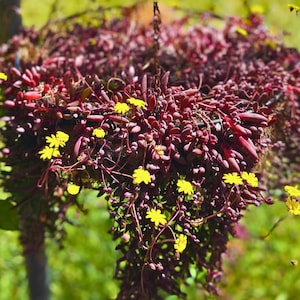 Ruby Necklace Succulent: Colorful Trailing Othonna Capensis (Cuttings or 2/4&quot; Pot)