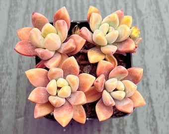 Blue Pearl Graptoveria Succulent: Rare Rosette Live Plant