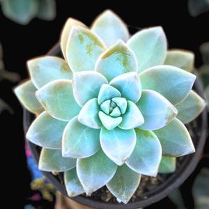 May include: A collection of small potted succulents, with one succulent held in a hand. The succulents are a light green color and have a rosette shape.