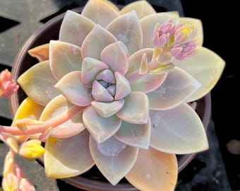 Elegant Ghost Plant Succulent: Rare Pale Pink Graptopetalum