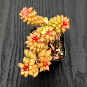 May include: A small succulent plant with fleshy, pointed leaves arranged in rosettes. The leaves display a gradient of colors, transitioning from vibrant red at the tips to a soft golden yellow and light green at the base, planted in a black pot.