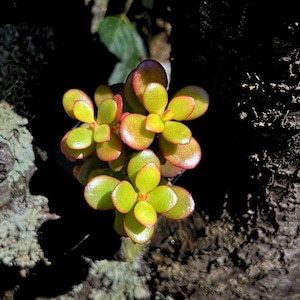 Red Crassula Ovata &#39;Crosby’s Compact&#39;: Dwarf Jade Succulent - 2&quot; Pot