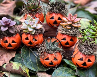 Cute Miniature Unique Seasonal Halloween spooky 2" live ghosty succulent plants, Orange Jack O Lantern trick or treat decorations Halloween