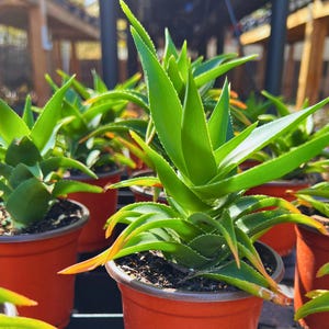 Climbing Aloe Plant (aloiampelos Ciliaris) - 4" Pot - Etsy