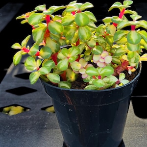 May include: A potted succulent plant with green and yellow variegated leaves and red stems. The plant is in a black plastic pot. The leaves are oval-shaped and arranged in a dense cluster. The plant is well-lit, showing its vibrant colors.