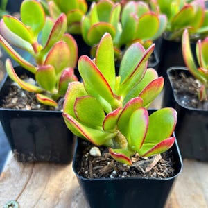 Jade Succulent Cutting: Live Crassula Ovata Plant - 2” - 4” Pot