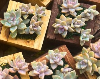 Rare Succulent Ghost Plant Holder - Modern Reclaimed Wood Cacti Planter Gift for Her Succulent Planter Plant Display Table Decor Desk Decor