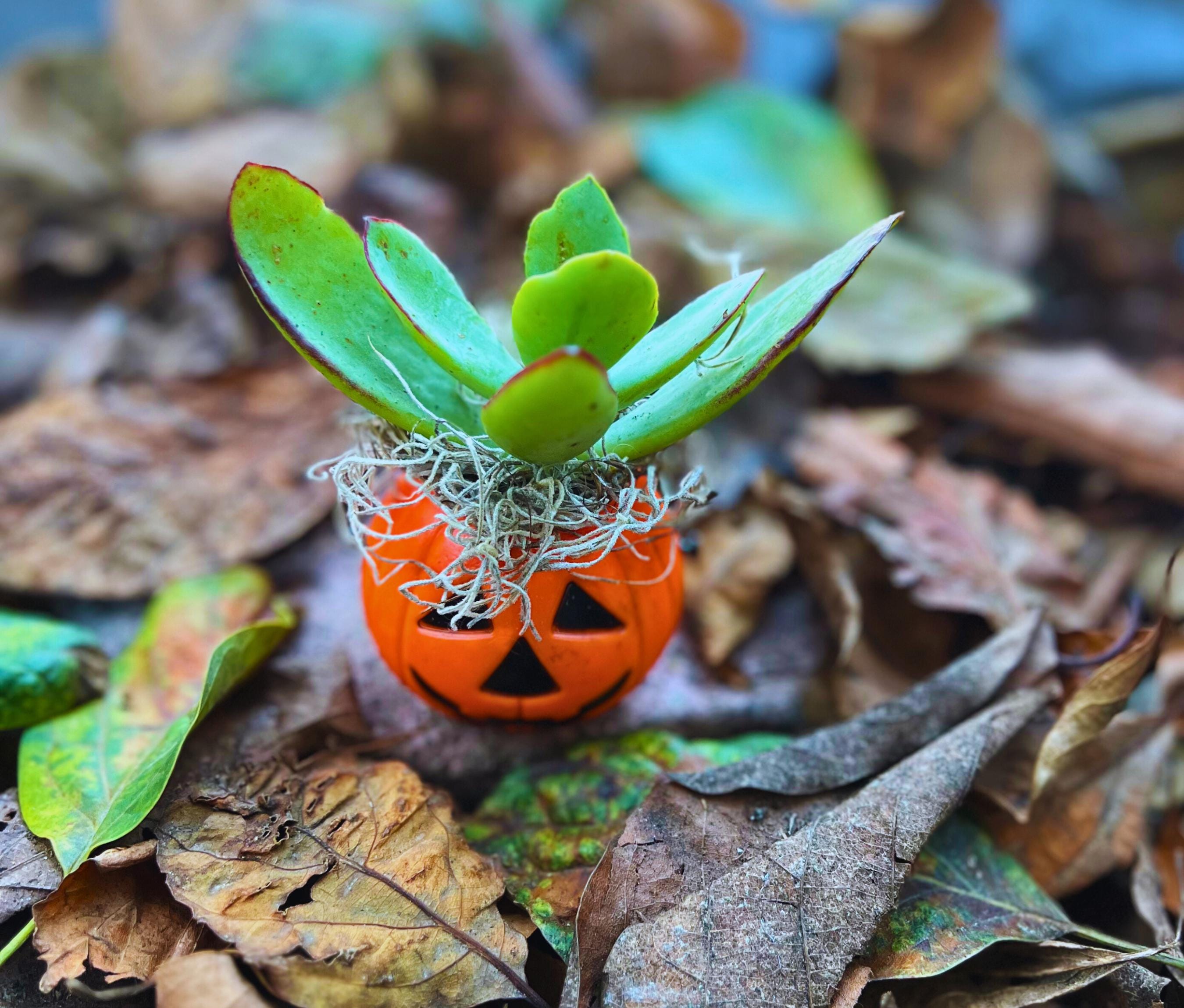 Mini Halloween Succulent: Spooky Jack O' Lantern Plant Decor - Etsy