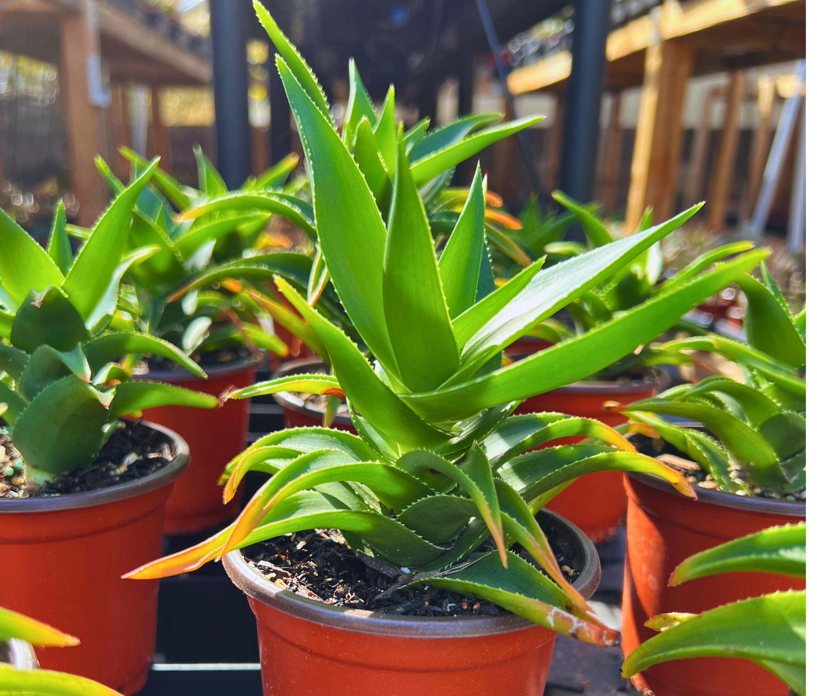 Climbing Aloe Plant (aloiampelos Ciliaris) - 4" Pot - Etsy
