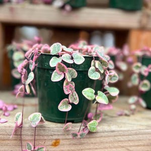 May include: A variegated string of hearts plant with small, heart-shaped leaves in shades of green, white, and pink, trailing from a dark green plastic nursery pot. The plant features thin, delicate stems that cascade over the sides of the container.