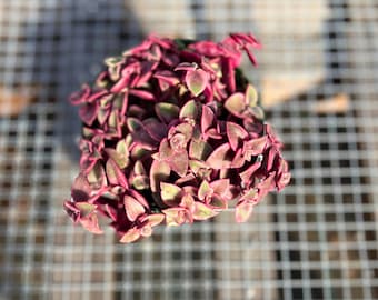 May include: A dense, potted succulent plant featuring small, triangular leaves in vibrant shades of deep magenta, burgundy, and muted green. The plant has a compact, trailing growth habit with numerous stems radiating from the center of the container.