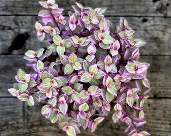 Pink Panther Tradescantia: Trailing Plant in 4" Pot