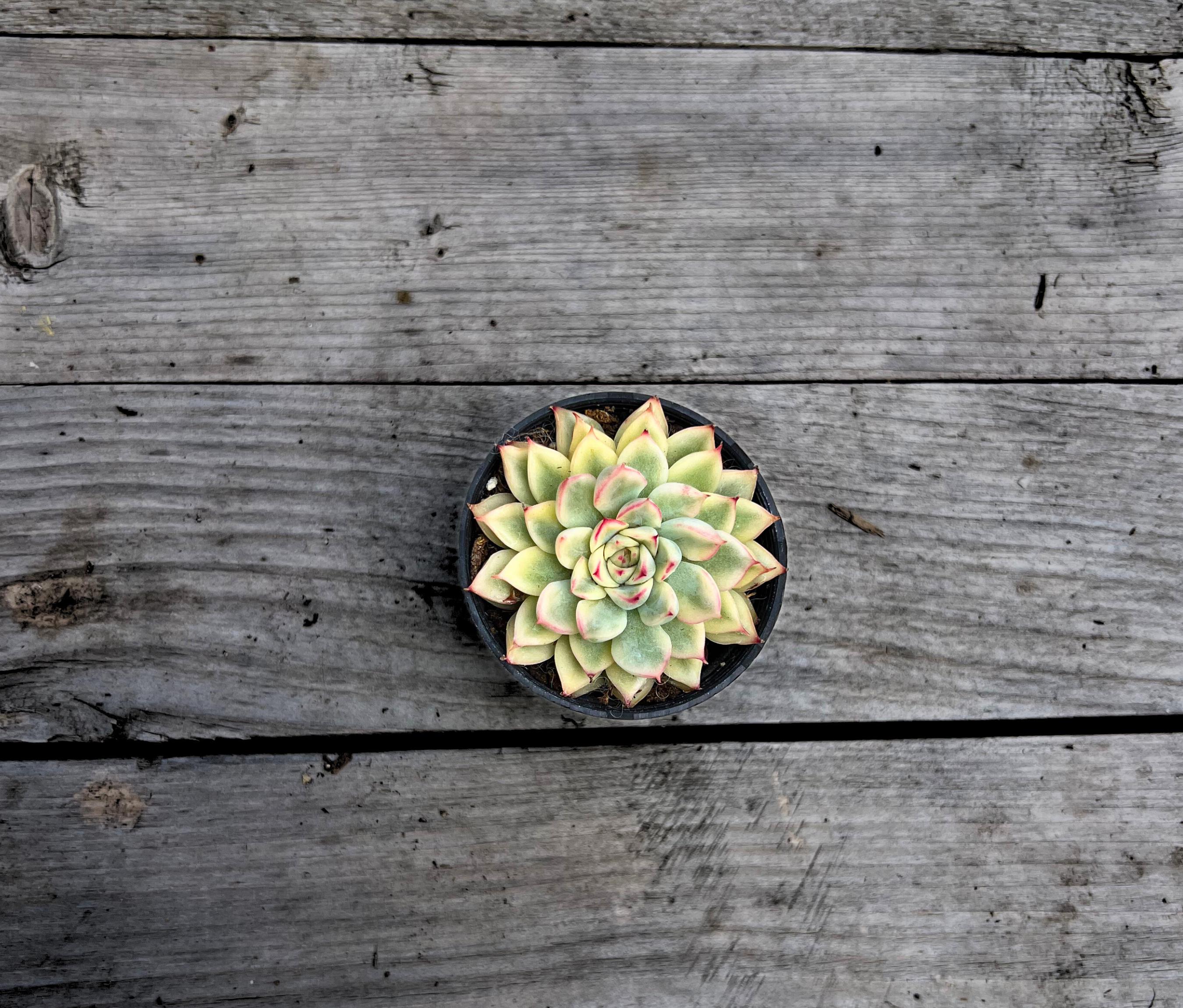 Echeveria Mebina Variegata: Rare Pink-Tipped Succulent - 2" Pot