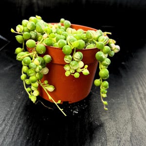 Variegated String of Pearls | Senecio rowleyanus variegata | Rare Trailing Succulent | 4” Potted Plant