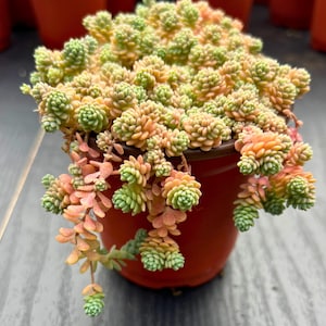 Sedum dasyphyllum &#39;Corsican Stonecrop&#39; – Tiny Blue-Pinkish Succulent Ground Cover – Live Plant in 4&quot; Pot – Low-Growing & Drought Tolerant