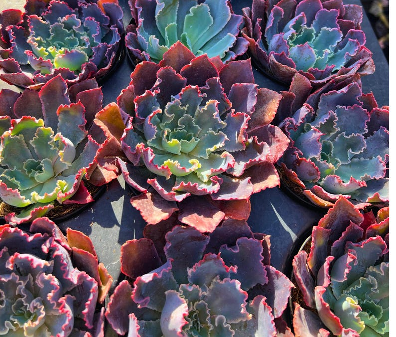 Stress colors