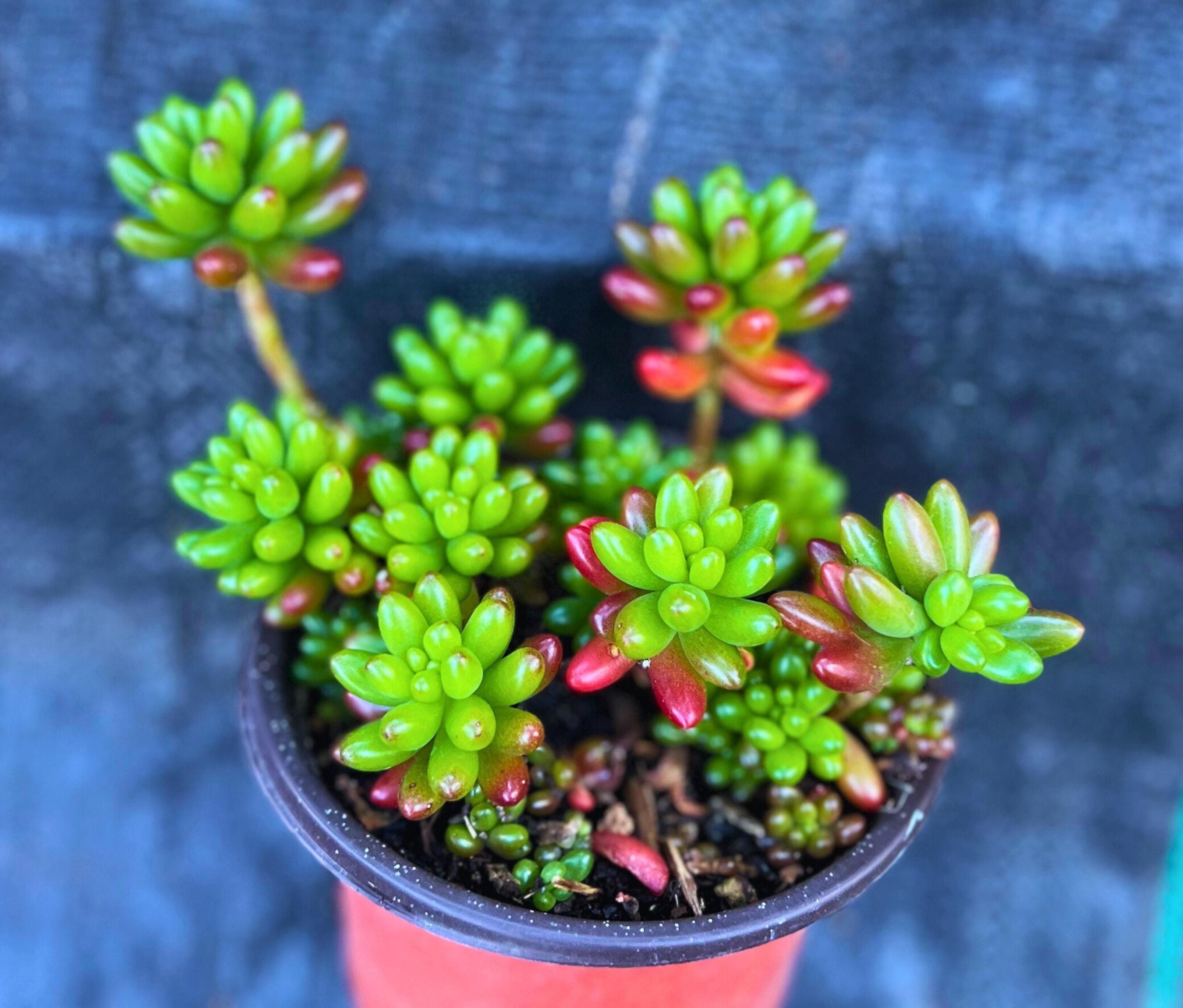 Cute Pork and Beans Succulent Sedum Rubrotinctum 2", 4" Pot Plant Jelly Beans Redberry Succulent Plant Gift Home Decor Indoor Outdoor Plant