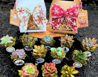 Cozy Plant Gift Box, Succulents Holiday Gift Box for Her Plant Lover Gift Box Best Gift for Him Fall Style Holiday Decor Santa