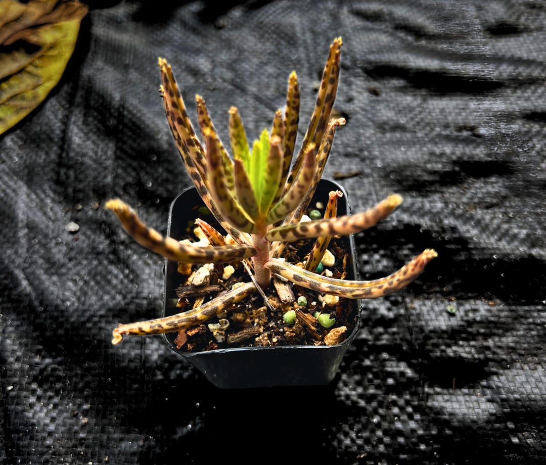 Seksi etuk gozallik Birga bir fohisha