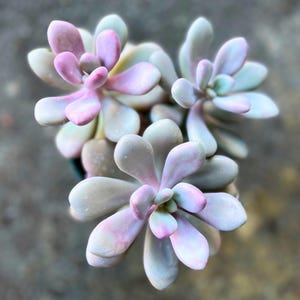 May include: A succulent plant featuring three distinct rosettes with thick, fleshy, rounded leaves. The foliage displays a gradient of soft pastel colors, transitioning from pale mint green at the base to a delicate, muted lavender-pink at the tips.