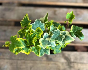 Ivy ‘Gold Child’ – Variegated English Ivy | Live Indoor/Outdoor Plant in 4" Pot