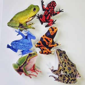 Puede incluir: Un conjunto de siete pegatinas de ranas y sapos de colores. Las pegatinas presentan una variedad de especies de ranas, incluyendo una rana verde, una rana venenosa azul, una rana de ojos rojos y un sapo marrón. Las pegatinas son perfectas para añadir un toque de fantasía a cualquier proyecto.