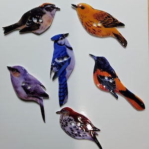 Puede incluir: Seis botones coloridos con forma de pájaro con un ojal en el centro de cada uno. Los pájaros son un arrendajo azul, un pájaro morado, un pájaro marrón y blanco, un pájaro rojo y negro, un pájaro naranja y un pájaro marrón.