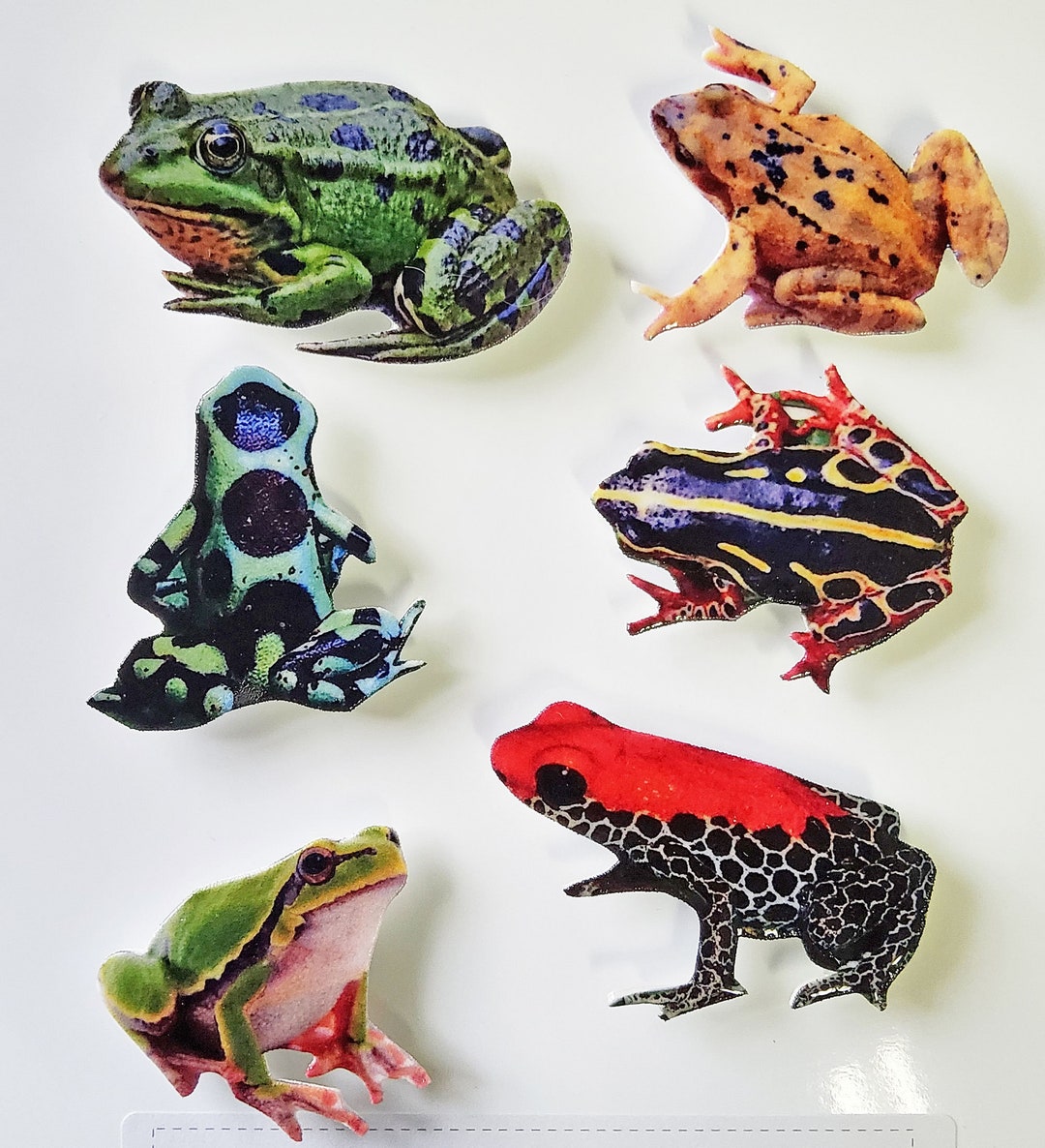 Frog #1 Magnets - Set of 6 - Etsy