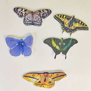Lot de 5 boutons de beaux papillons