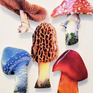 May include: Five different mushroom shaped ceramic tiles. The tiles are painted to look like real mushrooms. One tile is red with white spots, one is brown, one is blue, one is orange and one is brown and yellow with a textured surface.