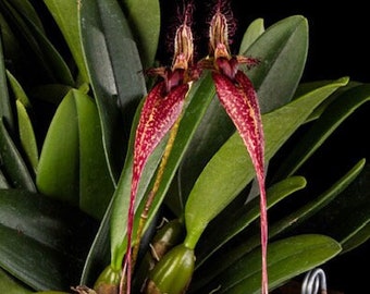 Orchid Bulbophyllum Doris Dukes