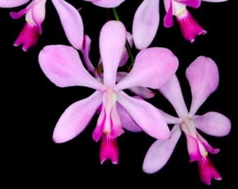 Orchid Encyclia dichroma