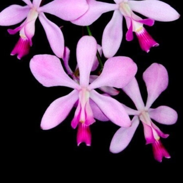 Orchid Encyclia dichroma