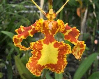 Orchid Psychopsis Mendenhall ' Hildos' FCC/AOS Oncidium Butterfly orchid Sequential bloomer