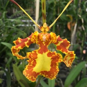 Orchid Psychopsis Mendenhall ' Hildos' FCC/AOS Oncidium Butterfly orchid Sequential bloomer     (seedlings)