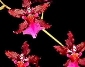 Orchid Oncidium Sharry Baby ‘Red Fantasy’  Chocolate scented orchid