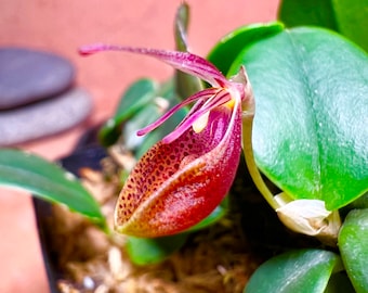 Restrepia cymbula orchid