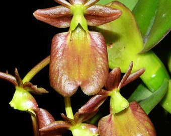 Epidendrum orbiculatum  species orchid