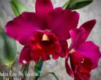 Orchid Potenaria Paradise Rose ‘My Valentine’ Cattleya Alliance