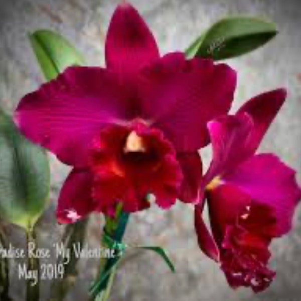 Orchid Potenaria Paradise Rose ‘My Valentine’ Cattleya Alliance