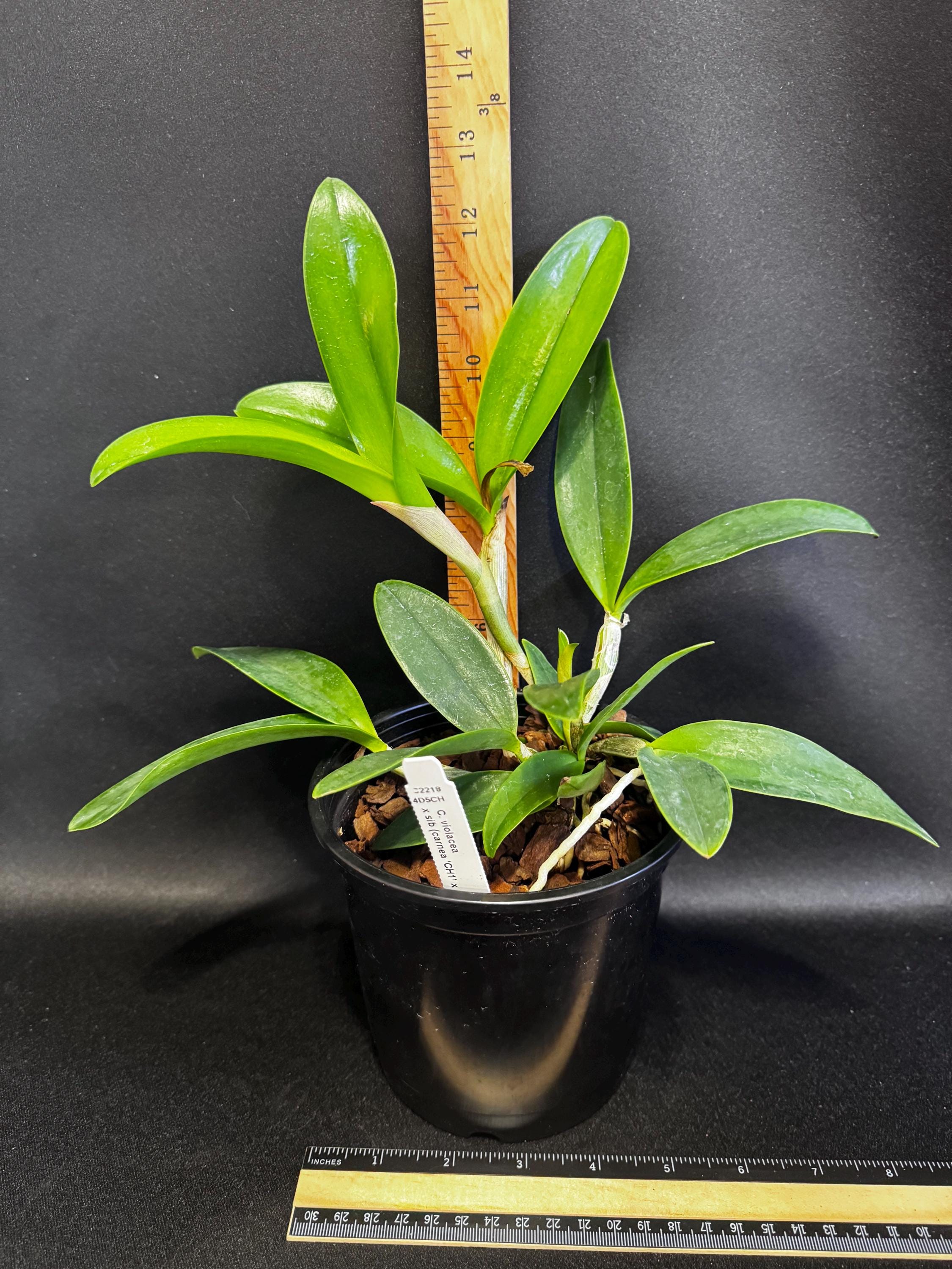 Fragrant Cattleya Violacea X Sib (carnea 'CH1' X Suavísima