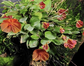 Lepanthes Fimbriata Miniatura Orchid - Etsy