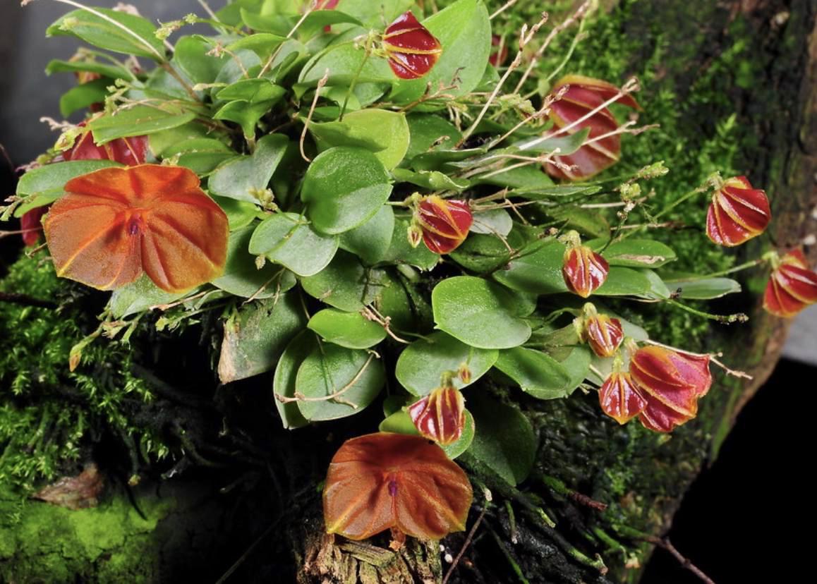 Lepanthes Telipogoniflora - Etsy