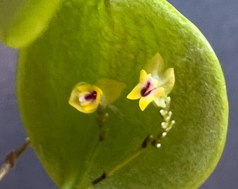 Lepanthes veleziana