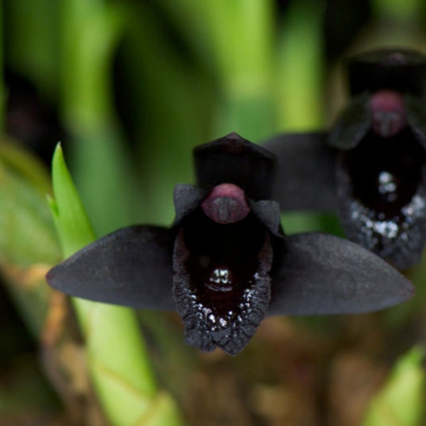 Maxillaria schunkeana   Black Orchid