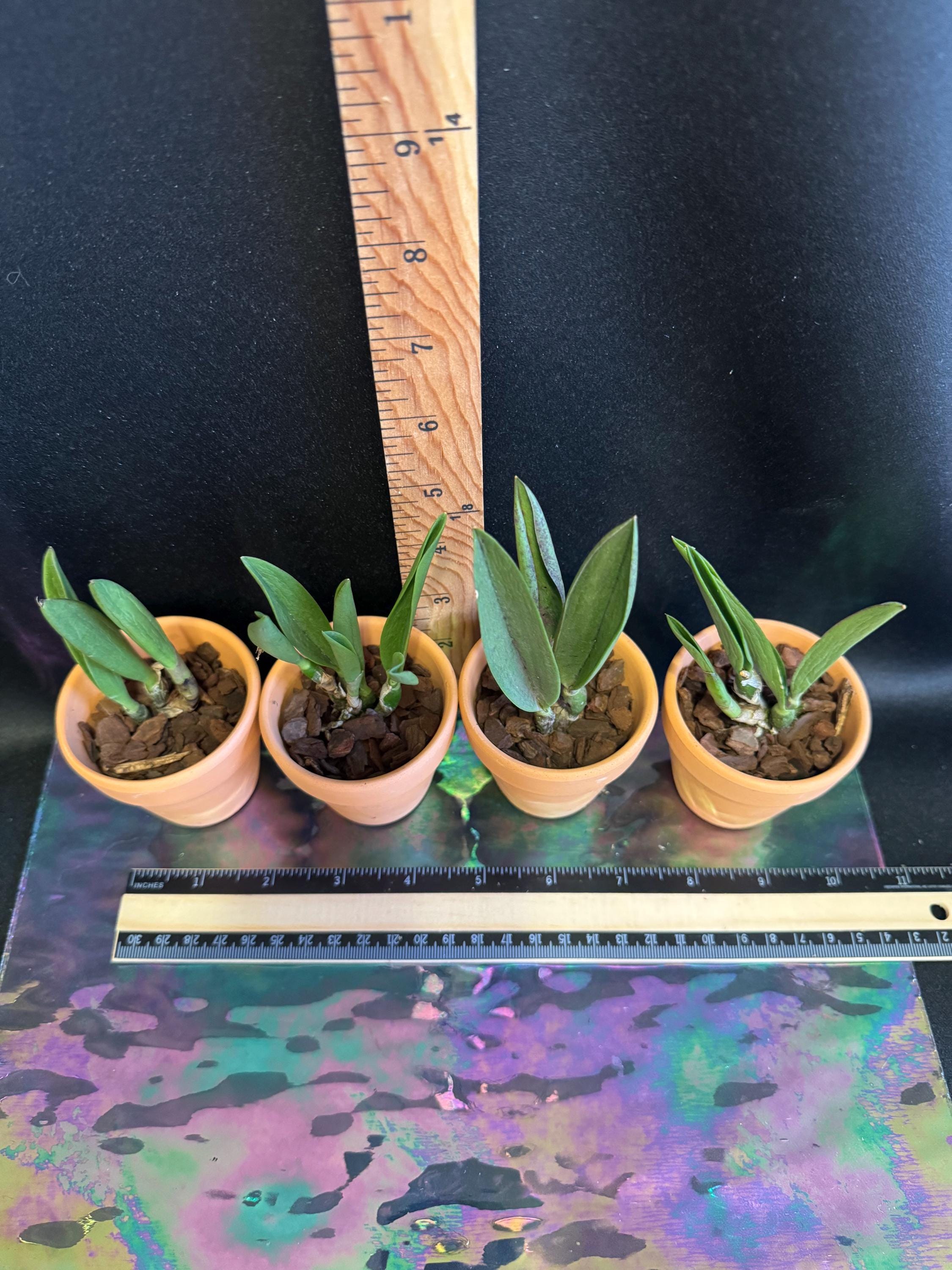 Brassocattleya Edna (brassavola Nodosa X Cattleya Coccinea) Orchid