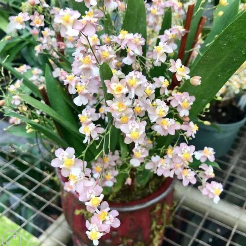 Miniature Compact House - Etsy